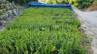 최선을다한는사람님의 기타작물 · 영농일지 작성글 사진