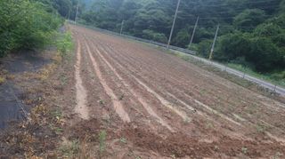 효명 이승배님의 들깨 · 영농일지 작성글 사진