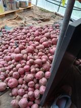 팜모닝 감자·영농일지 게시글 이미지