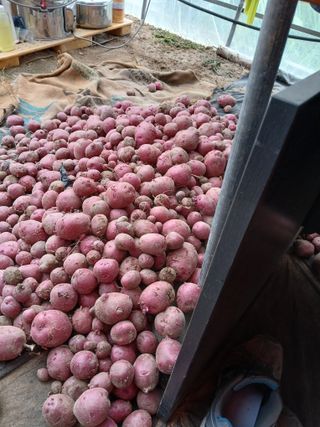 호박님의 감자 · 영농일지 작성글 사진