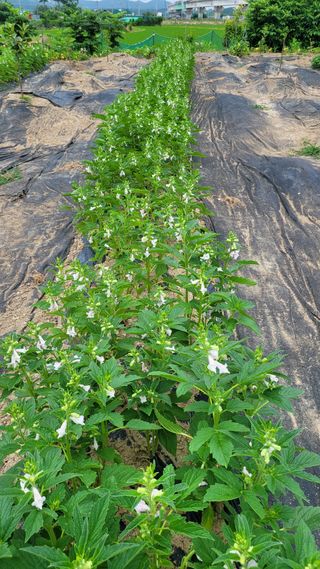 포항 농민66님의 참깨 · 영농일지 작성글 사진