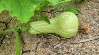 포항 농민66님의 참깨 · 영농일지 작성글 사진