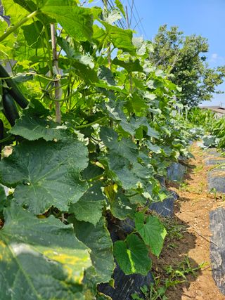 매실18400님의 오이 · 영농일지 작성글 사진