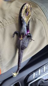 팜모닝 농사, 무엇이든 물어보세요!·참여글 게시글 이미지