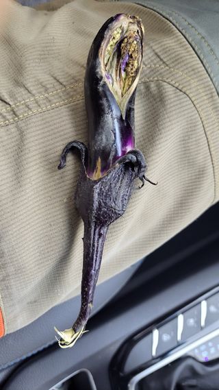 감자20235님의 농사, 무엇이든 물어보세요! · 참여글 작성글 사진