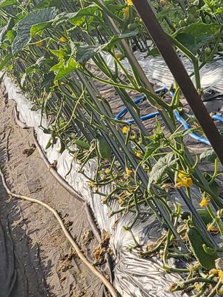 노근술님의 토마토 · 영농일지 작성글 사진