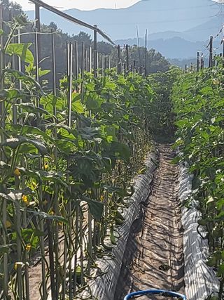 노근술님의 토마토 · 영농일지 작성글 사진