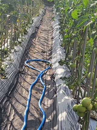 노근술님의 토마토 · 영농일지 작성글 사진