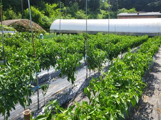 노근술님의 토마토 · 영농일지 작성글 사진