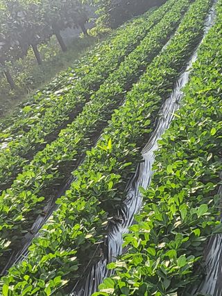 노근술님의 토마토 · 영농일지 작성글 사진