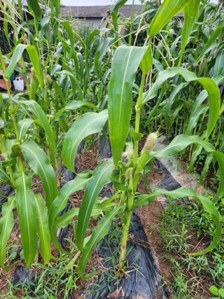 토다리 토종님의 옥수수 · 영농일지 작성글 사진