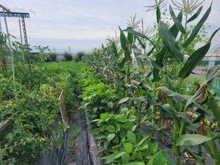 노경자님의 옥수수 · 영농일지 작성글 사진