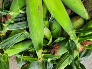 노경자님의 옥수수 · 영농일지 작성글 사진