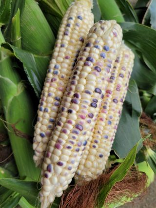 노경자님의 옥수수 · 영농일지 작성글 사진