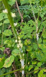 팜모닝 감·병해충상담 게시글 이미지