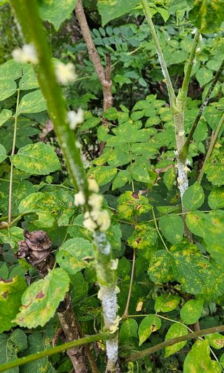 조영운님의 감 · 병해충상담 작성글 사진