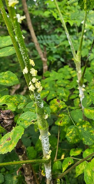 조영운님의 감 · 병해충상담 작성글 사진