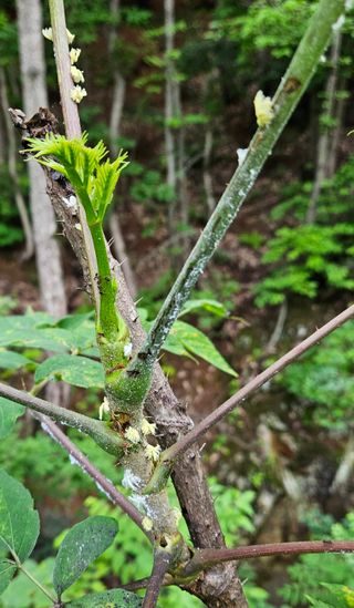 조영운님의 감 · 병해충상담 작성글 사진