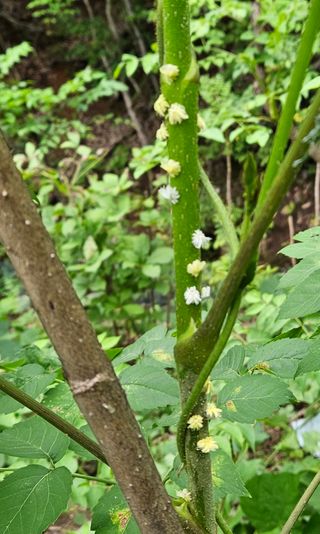 조영운님의 감 · 병해충상담 작성글 사진