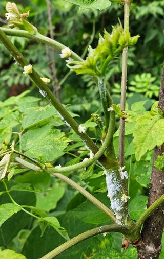 조영운님의 감 · 병해충상담 작성글 사진