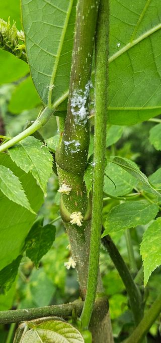 조영운님의 감 · 병해충상담 작성글 사진