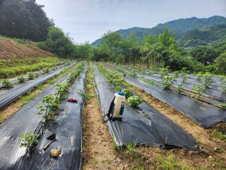 거창아재님의 기타작물 · 영농일지 작성글 사진