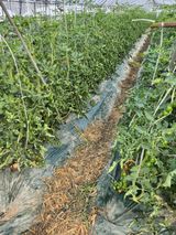 팜모닝 토마토·영농일지 게시글 이미지