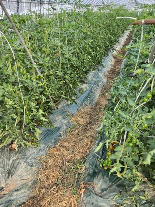 덕촌농원님의 토마토 · 영농일지 작성글 사진