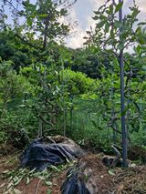 팜모닝 기타작물·영농일지 게시글 이미지