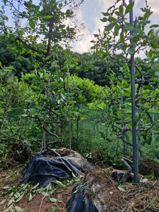 김재열님의 기타작물 · 영농일지 작성글 사진