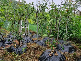 김재열님의 기타작물 · 영농일지 작성글 사진