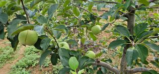 염인수님의 사과 · 영농일지 작성글 사진