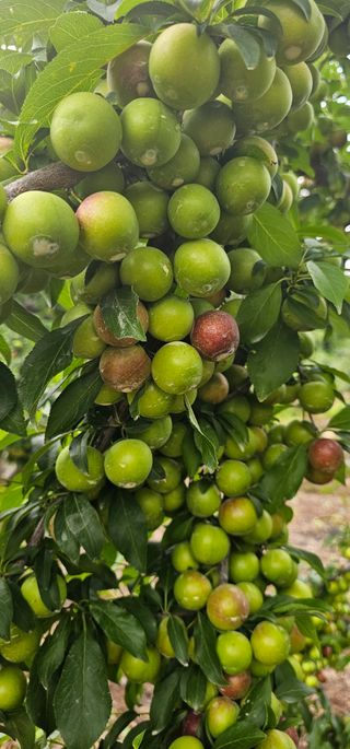 염인수님의 사과 · 영농일지 작성글 사진