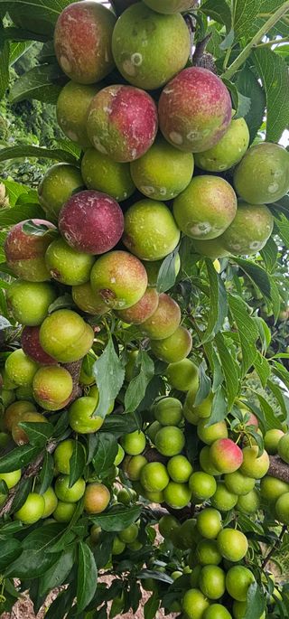 염인수님의 사과 · 영농일지 작성글 사진