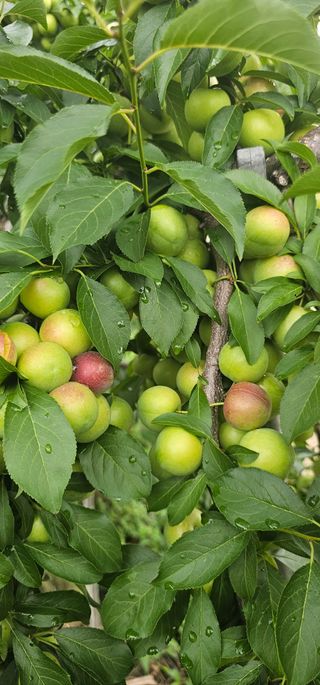 염인수님의 사과 · 영농일지 작성글 사진