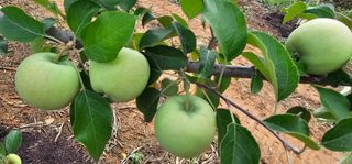 염인수님의 사과 · 영농일지 작성글 사진