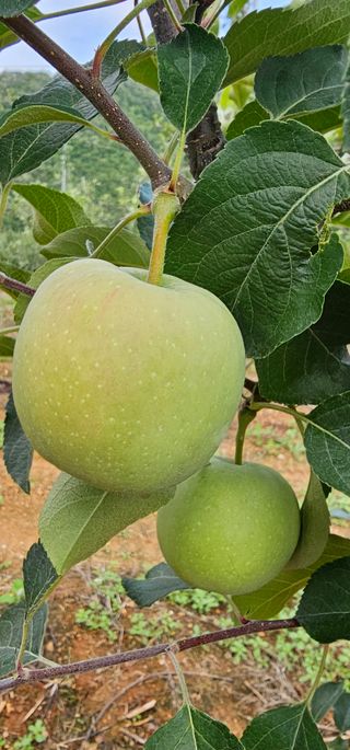 염인수님의 사과 · 영농일지 작성글 사진