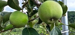 염인수님의 사과 · 영농일지 작성글 사진