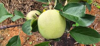 염인수님의 사과 · 영농일지 작성글 사진