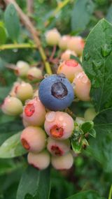 팜모닝 블루베리·영농일지 게시글 이미지