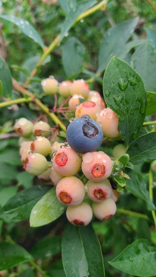 김동만님의 블루베리 · 영농일지 작성글 사진