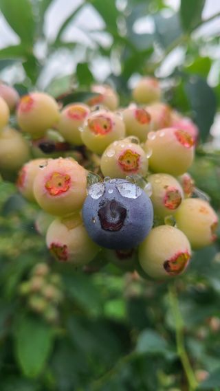 김동만님의 블루베리 · 영농일지 작성글 사진