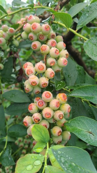 김동만님의 블루베리 · 영농일지 작성글 사진