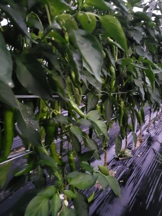 노후를풍요롭게님의 고추 · 영농일지 작성글 사진