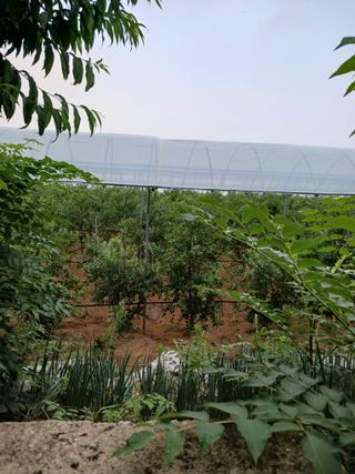 정원대추농원님의 기타작물 · 영농일지 작성글 사진