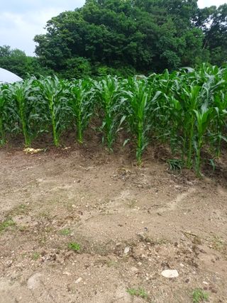 이상근 님의 옥수수 · 영농일지 작성글 사진