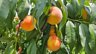 종합선물세트님의 복숭아 · 영농일지 작성글 사진