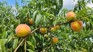 종합선물세트님의 복숭아 · 영농일지 작성글 사진