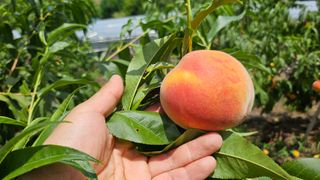 종합선물세트님의 복숭아 · 영농일지 작성글 사진