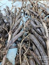 팜모닝 콩·영농일지 게시글 이미지